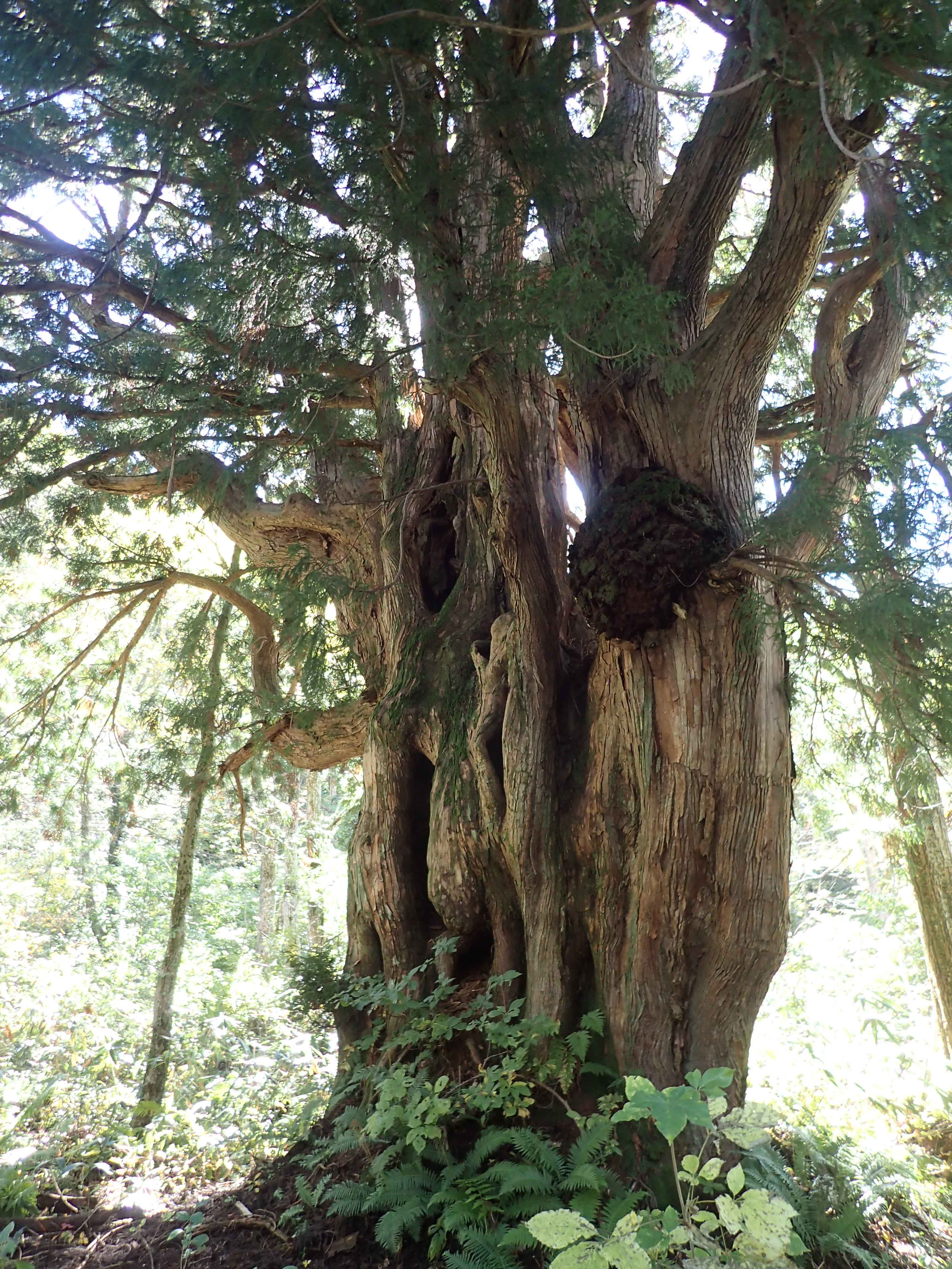 剱の大王杉トレッキング 開催までの画像