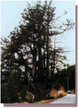 中村の大杉の画像
