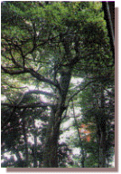 柿沢円光寺のタブの木の画像
