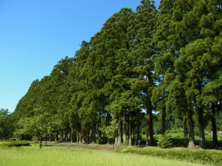 栂(トガ)の並木＜参道＞の画像