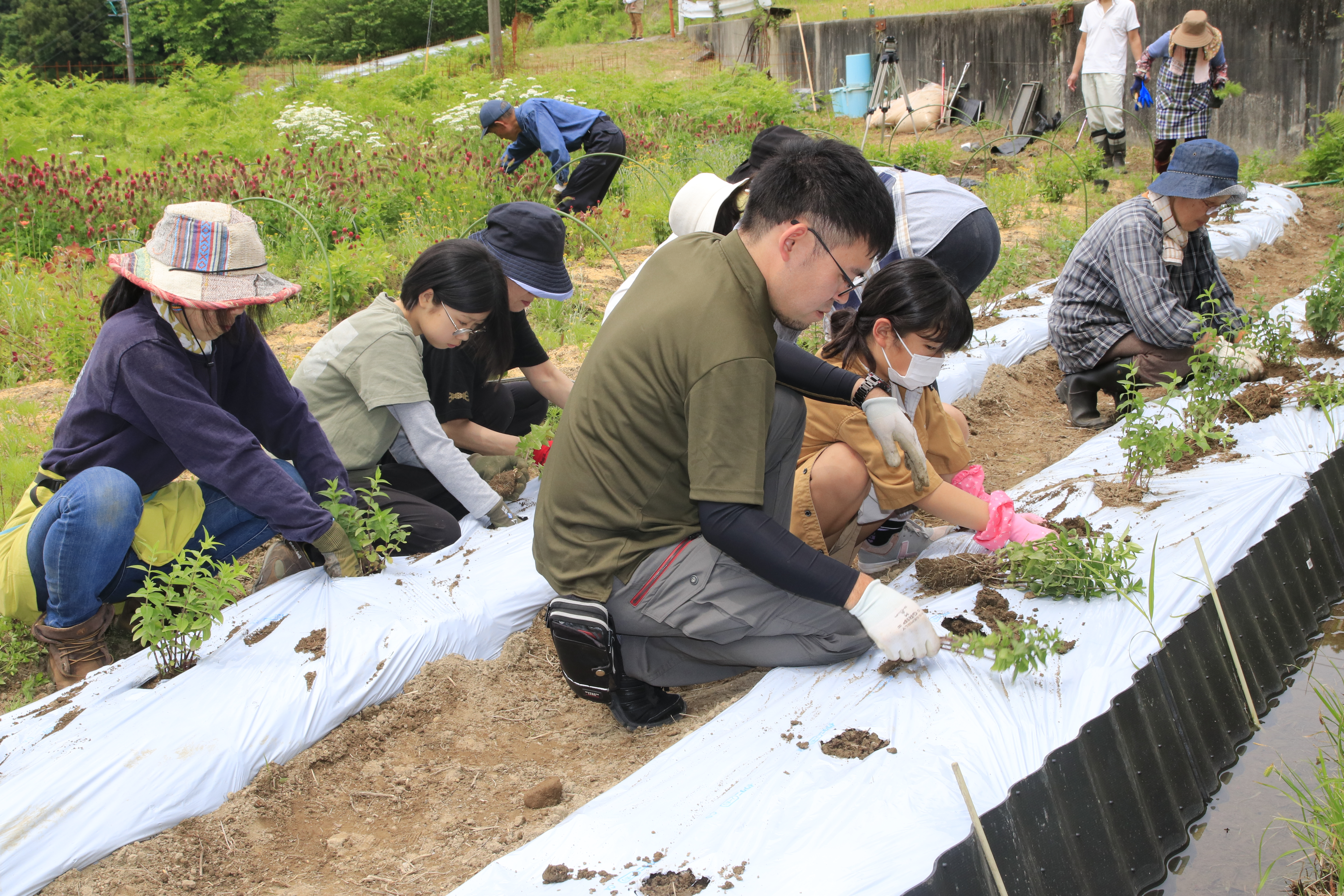 リンドウの植え付け