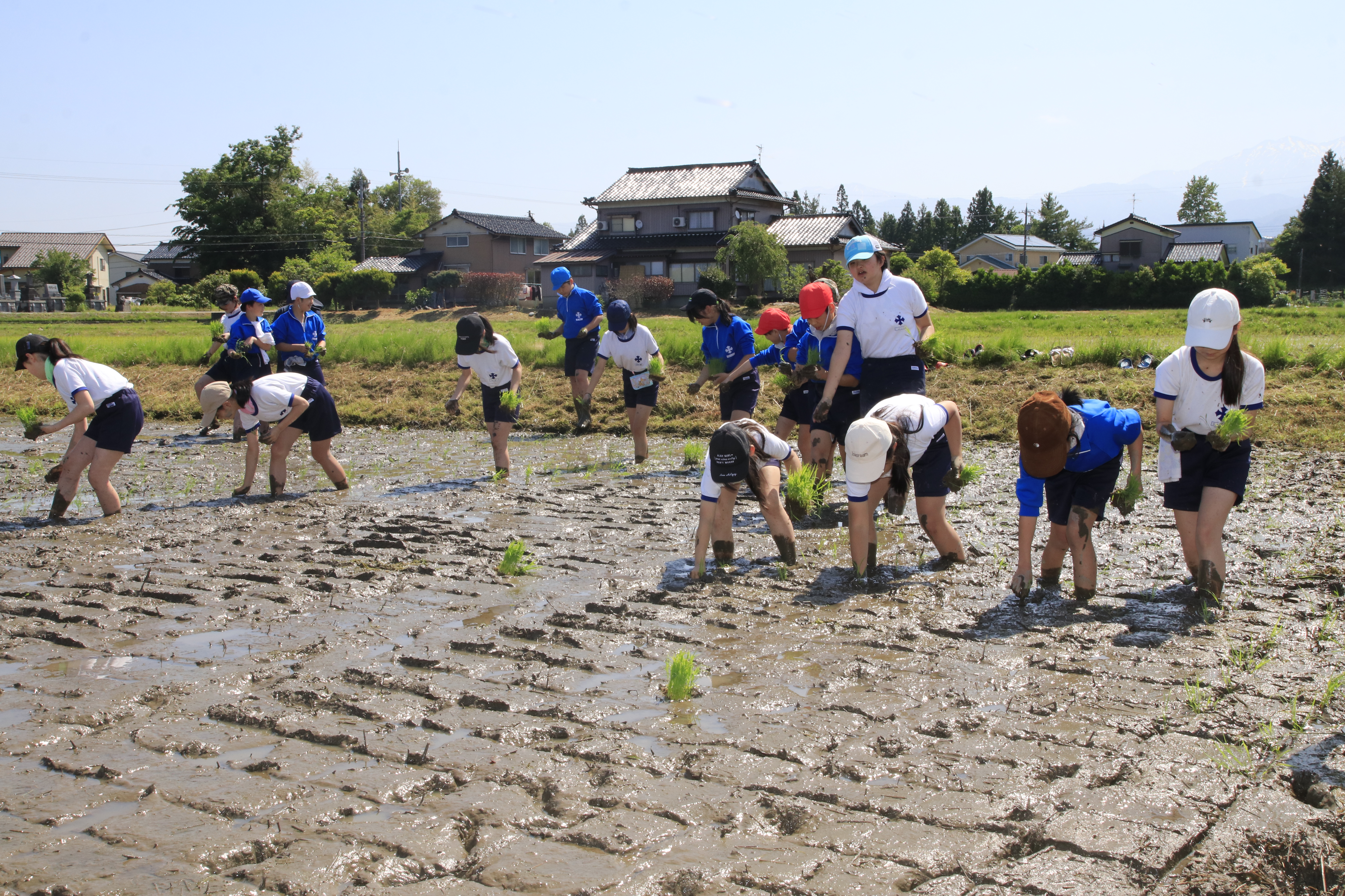田植えをする様子