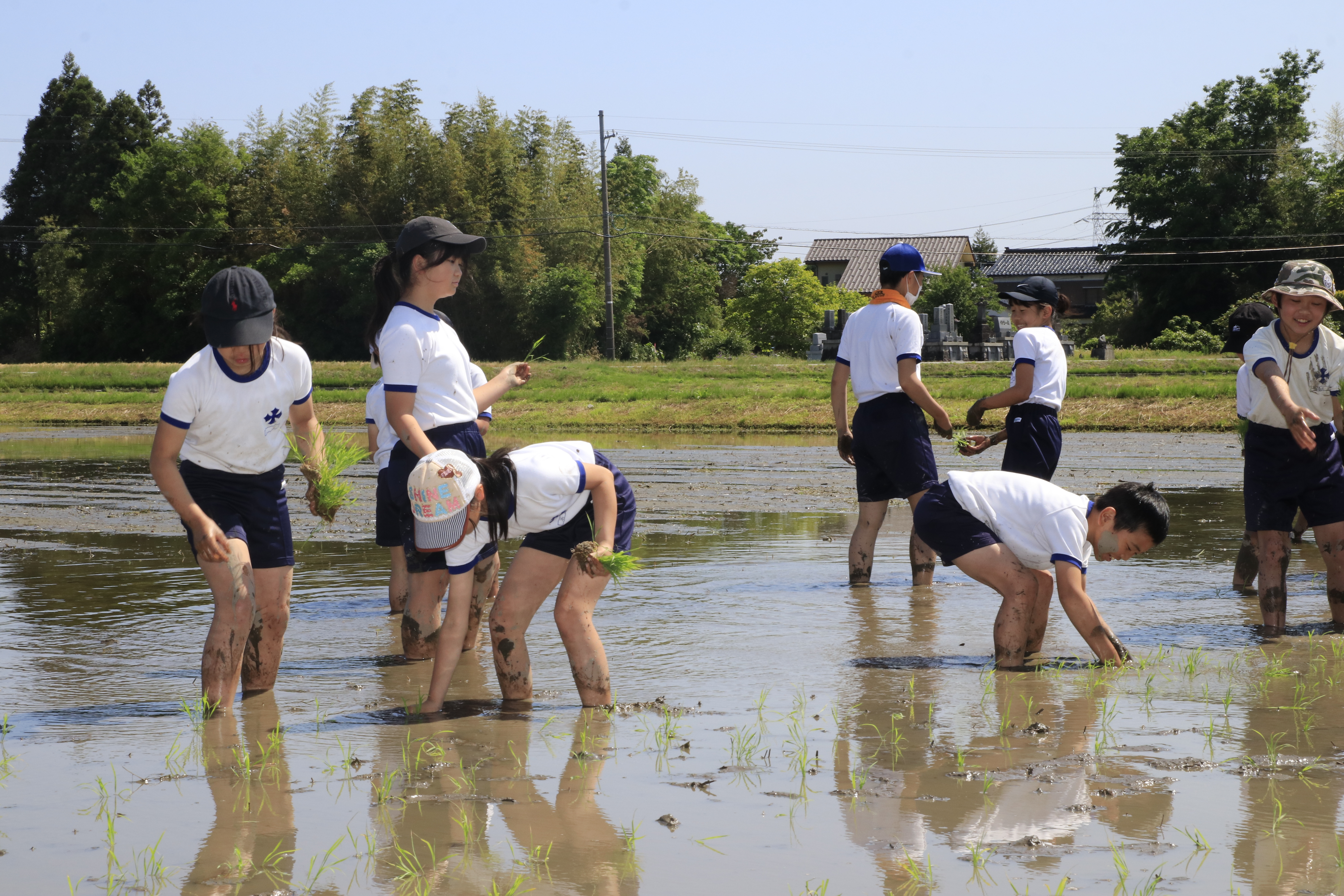 田植えの様子