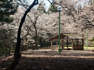 眼目園地桜8分咲きに近い