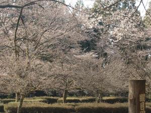 眼目園地桜木によって3分咲きから5分咲き