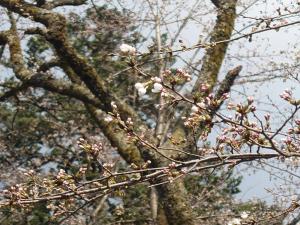 眼目園地桜はおおむね3分咲きから5分咲き