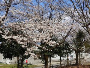 あさひの郷公園桜5分咲きから8分咲き近いもの