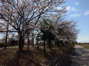 あさひの郷公園桜5分咲き