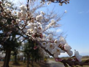 あさひの郷公園桜5分咲きから8分咲き