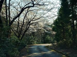 林道大観峰線桜5分咲きから8分咲き近い