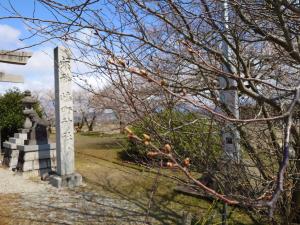 嶋町菊桜まだつぼみ固く色づき薄い（ズーム）