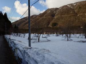 伊折橋左岸桜は雪残り折れ枝も多い