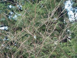 剱折戸菊桜雪残りつぼみまだ固く色づき薄い