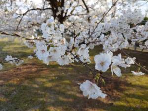 弓庄公園桜は8分咲き（ズーム）