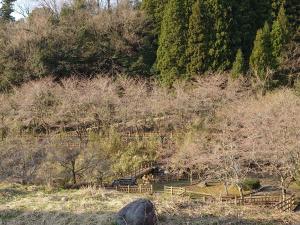 大岩親水公園桜まだつぼみ