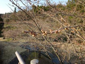 大岩親水公園桜つぼみ色づき薄い