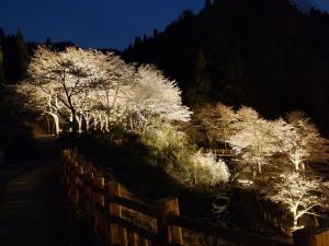 大岩親水公園桜ライトアップ開始