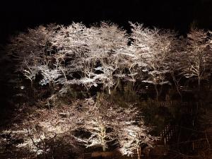 大岩親水公園桜ライトアップは右岸側で実施