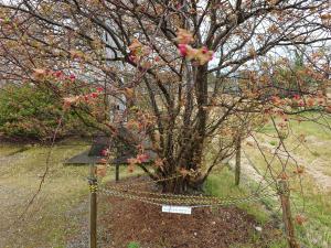 嶋町菊桜つぼみ間もなく開きそう