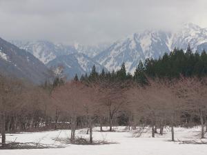 伊折橋左岸桜付近は積雪あり