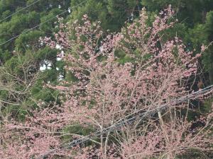 伊折橋左岸桜早いものは咲き始め