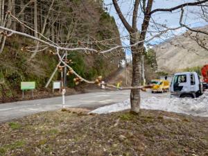 伊折橋左岸桜まだつぼみのものも多い