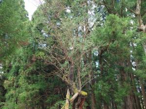 剱折戸菊桜はまだつぼみ