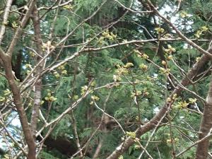 剱折戸菊桜の開花はまだ先のようです