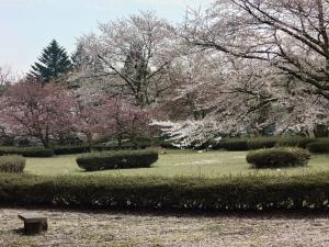 眼目園地桜花の残る木もありますが多くは葉桜になっています。