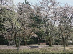 眼目園地桜は多くが葉桜になっています。