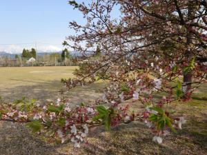 弓庄公園桜散り終わりの葉桜です。