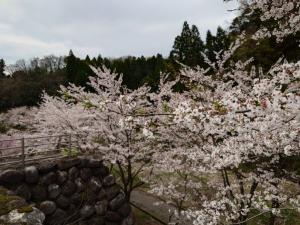 大岩親水公園桜散り始めです。