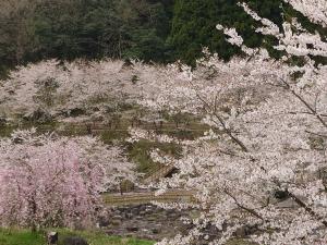 大岩親水公園は桜散り始めです。