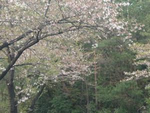 林道大観峰線散り終わりの葉桜です。