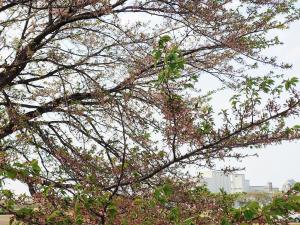 あさひの郷公園桜葉桜です。