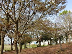 あさひの郷公園桜散り終わりの葉桜です。