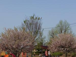 あさひの郷公園桜公園中央の2本にはまだ花が残っています。
