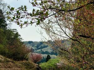ふるさと林道黒川線桜葉桜です。