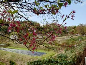 ふるさと林道黒川線桜散り終わりの葉桜です。