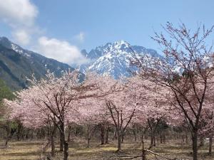 伊折橋左岸桜8分咲き