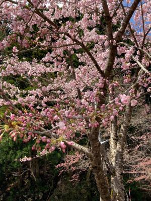 伊折橋左岸桜8分咲きの見頃