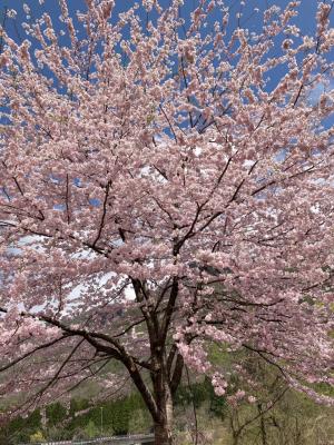 伊折橋左岸桜は今週いっぱいが見頃と思われます。