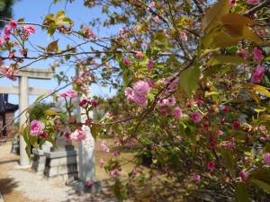 嶋町菊桜3分咲きから5分咲き