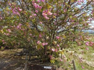 嶋町菊桜5分咲き程度の枝も多い
