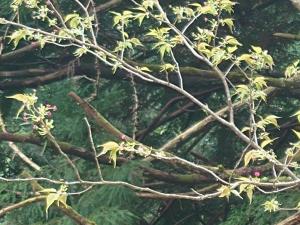 剱折戸菊桜赤く色づいたつぼみもある