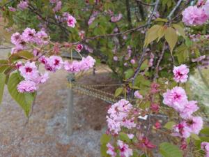 嶋町菊桜枝によって5分から8分咲き