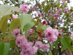 嶋町菊桜今週から来週にかけて見頃と思われます。