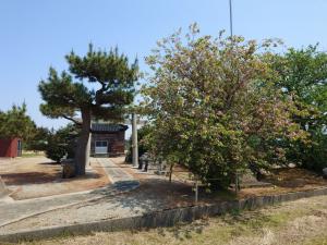 嶋町菊桜8分咲き