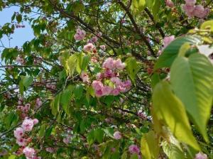 嶋町菊桜8分咲き近影
