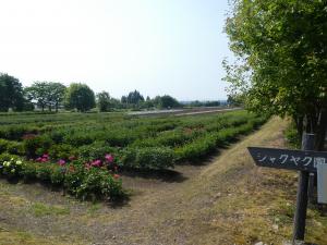 シャクヤク写真①
